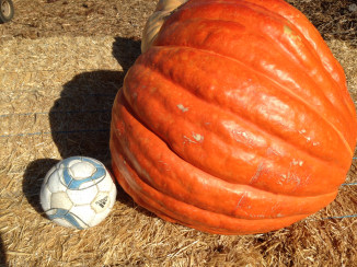 Nipomo Pumpkin Patch giant larger 20